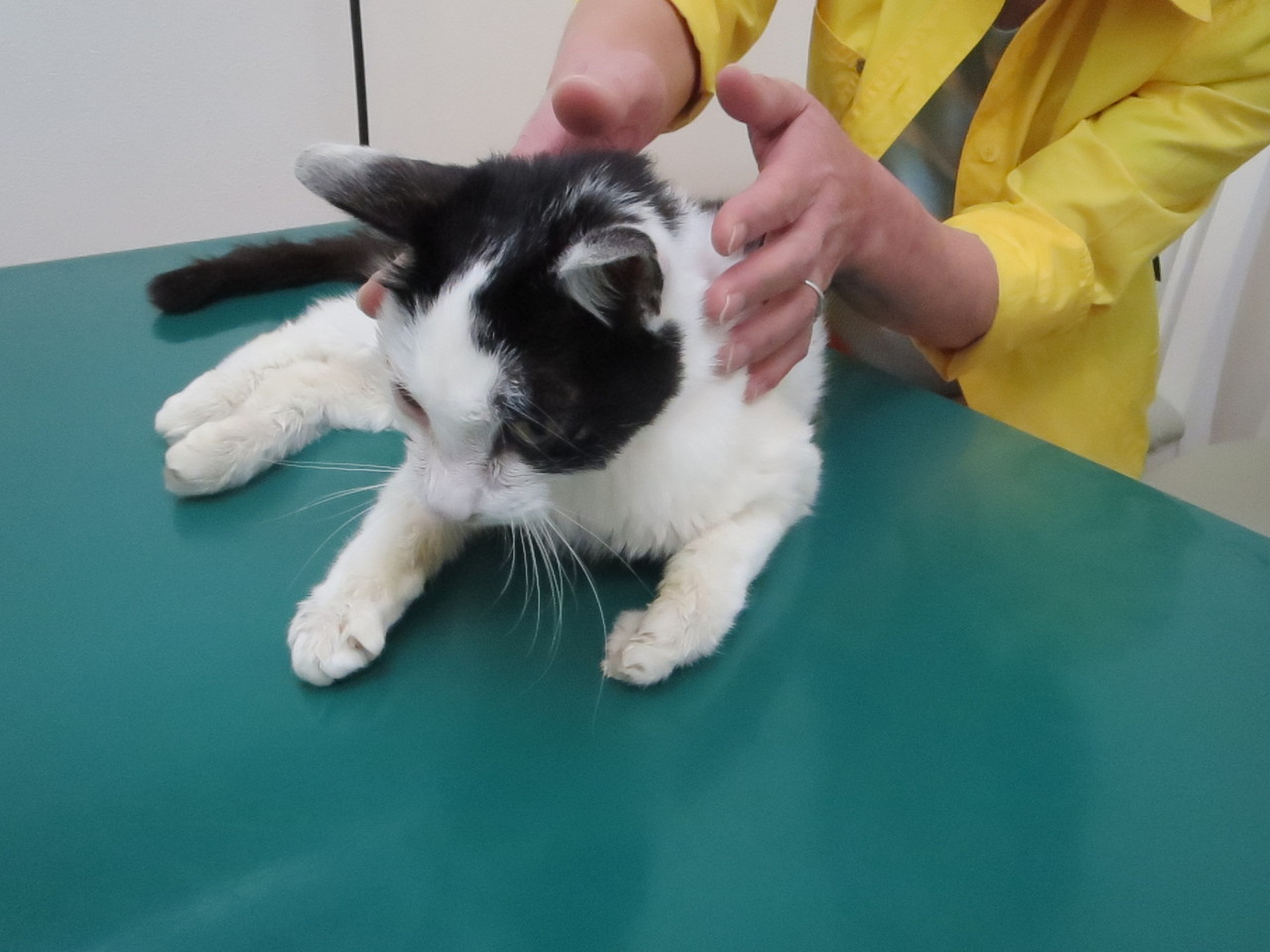 骨盤骨折のねこちゃん（その後）【京都府 宇治市 いちのさか動物病院 