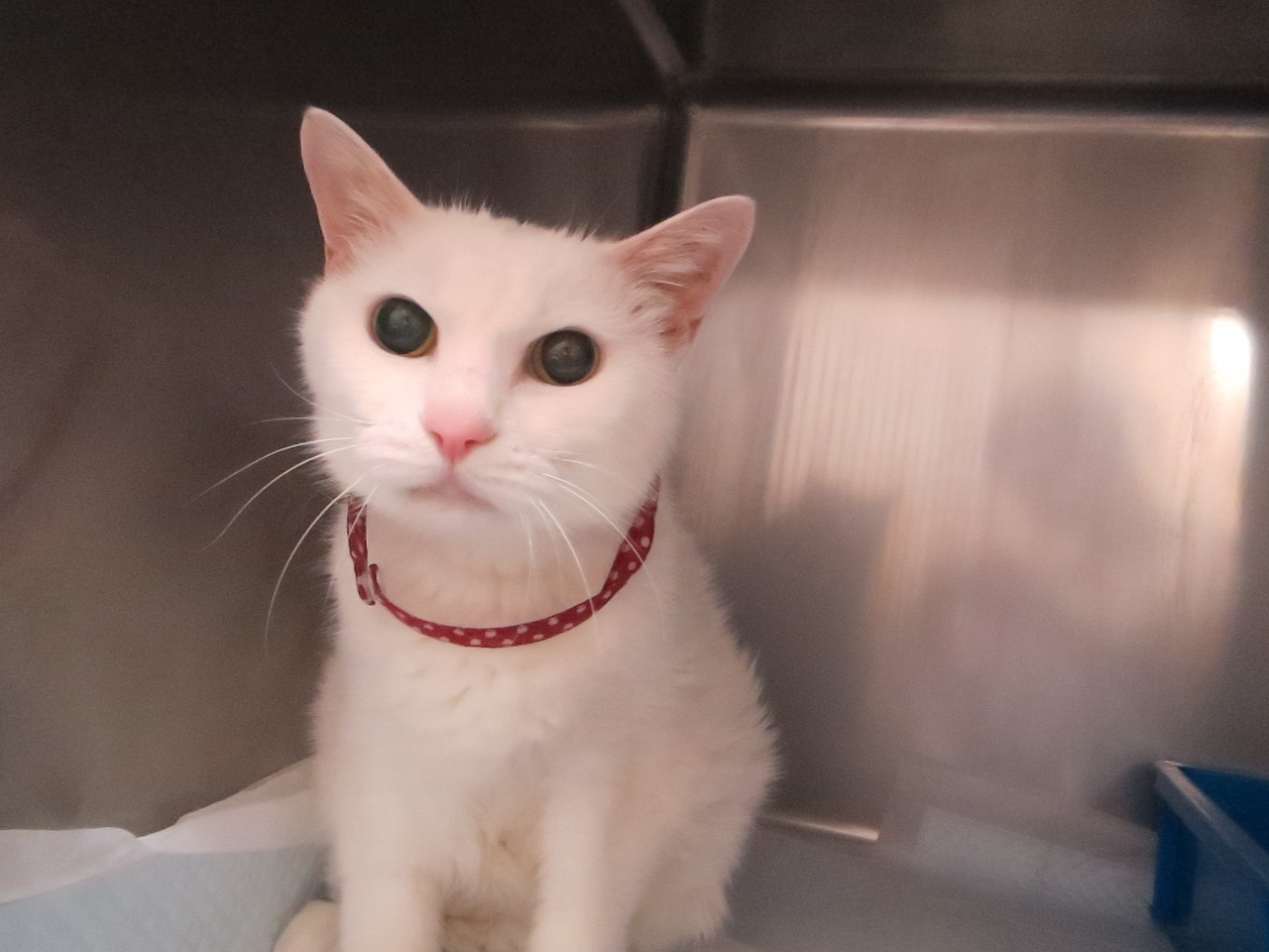 乏尿期を脱したねこちゃん【京都府 宇治市 いちのさか動物病院 