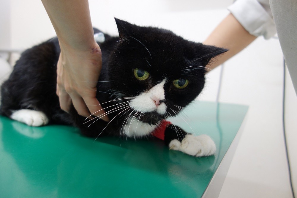 骨肉腫の疑いの猫ちゃん その２ 京都府 宇治市 いちのさか動物病院 長谷川先生とちーすけのブログ
