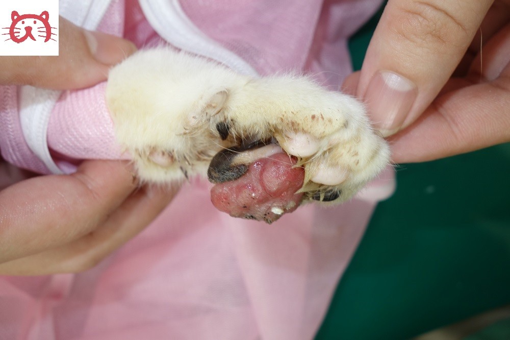 形質細胞性足底皮膚炎の猫ちゃん 京都府 宇治市 いちのさか動物病院 長谷川先生とちーすけのブログ 形質細胞性足底皮膚炎の猫ちゃん 京都府 宇治市 いちのさか動物病院 長谷川先生とちーすけのブログ