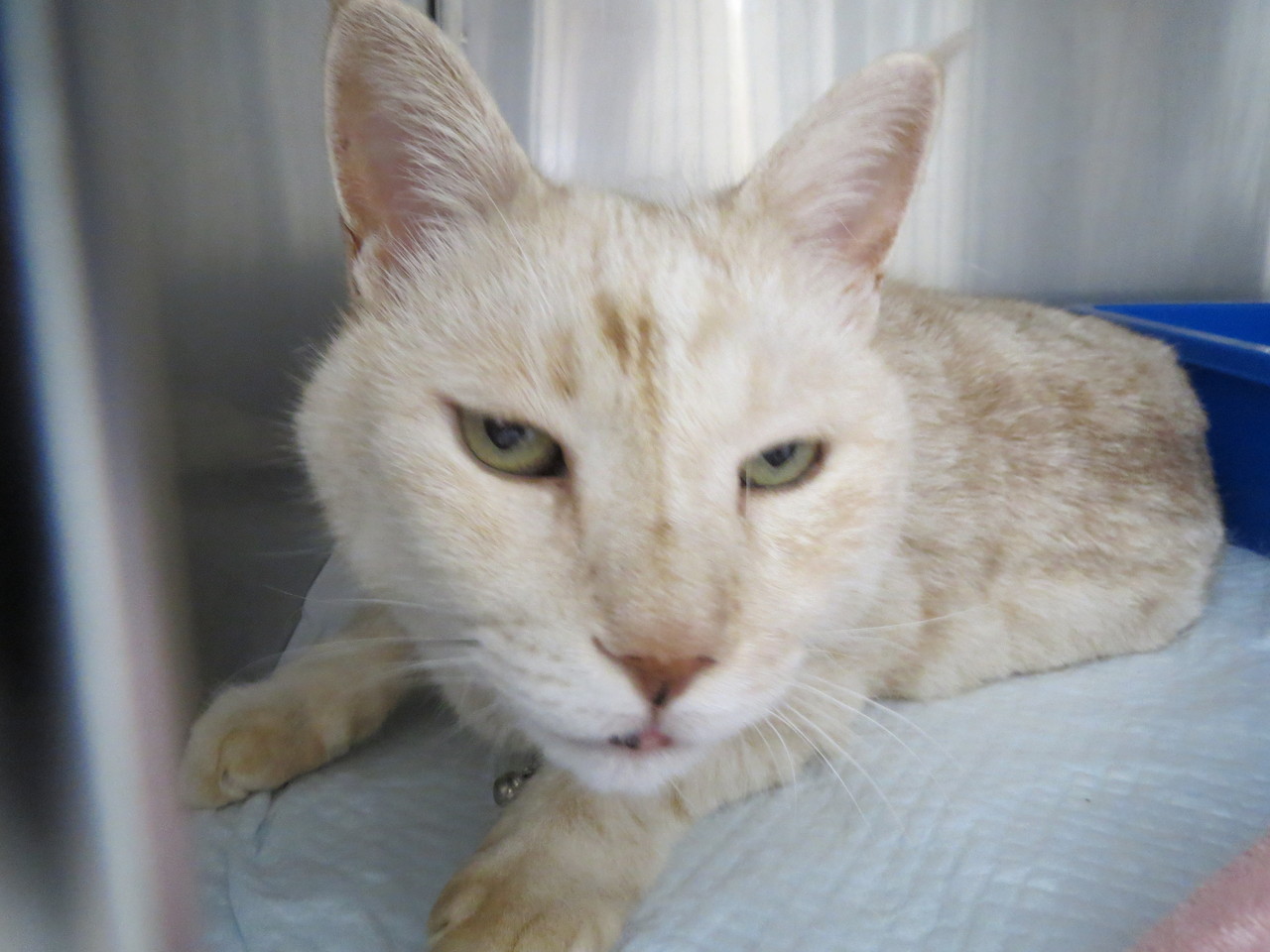 脳腫瘍のみられたねこちゃん【京都府 宇治市 いちのさか動物病院 