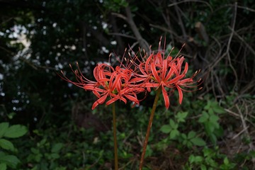 DSC00434