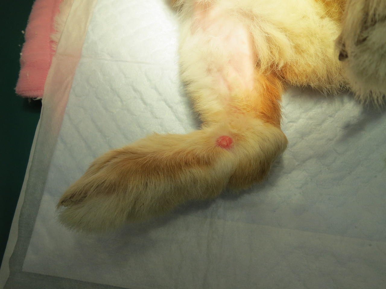 ウサギさんの腫瘤切除とその他に注意している事項 京都府 宇治市 いちのさか動物病院 長谷川先生とちーすけのブログ