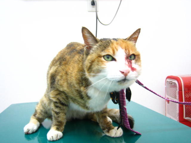 21才の猫ちゃんの麻酔【宇治市 いちのさか動物病院】 : 長谷川先生とち