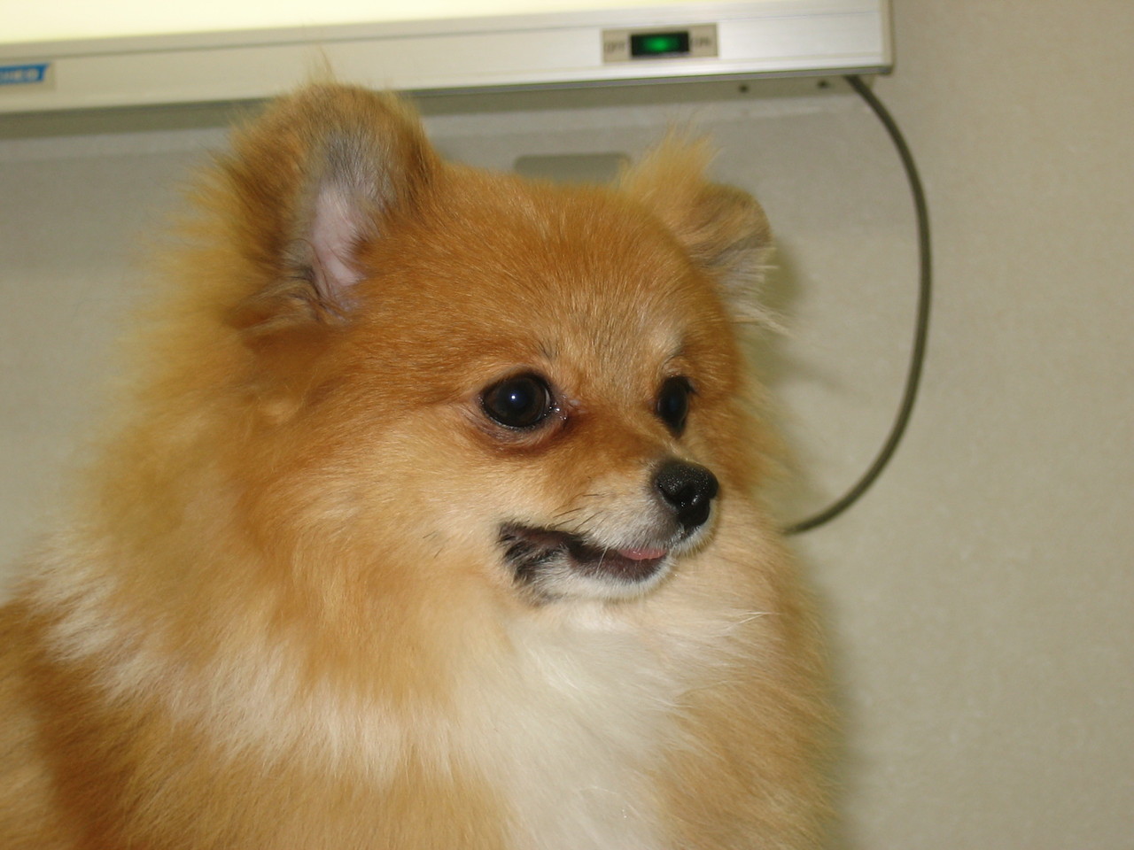 8カ月齢で尿ストルバイト結晶のみられたわんちゃん 京都府 宇治市 いちのさか動物病院 長谷川先生とちーすけのブログ