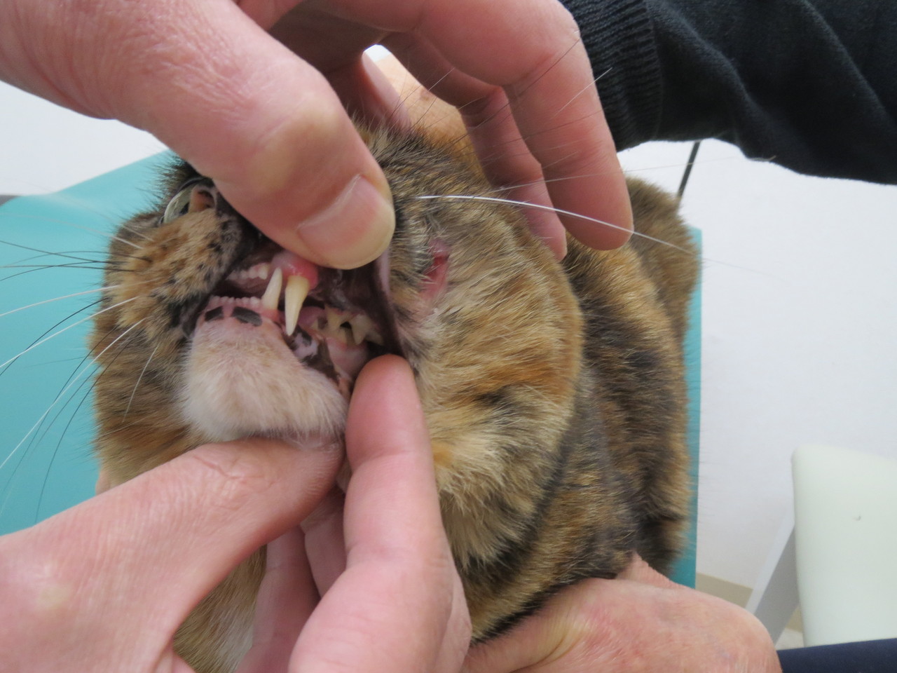 猫の第4前臼歯アブセス 京都府 宇治市 いちのさか動物病院 長谷川先生とちーすけのブログ 猫の第4前臼歯アブセス 京都府 宇治市 いちのさか動物病院 長谷川先生とちーすけのブログ