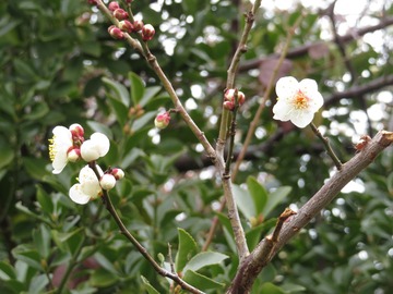 IMG_8579 - コピー