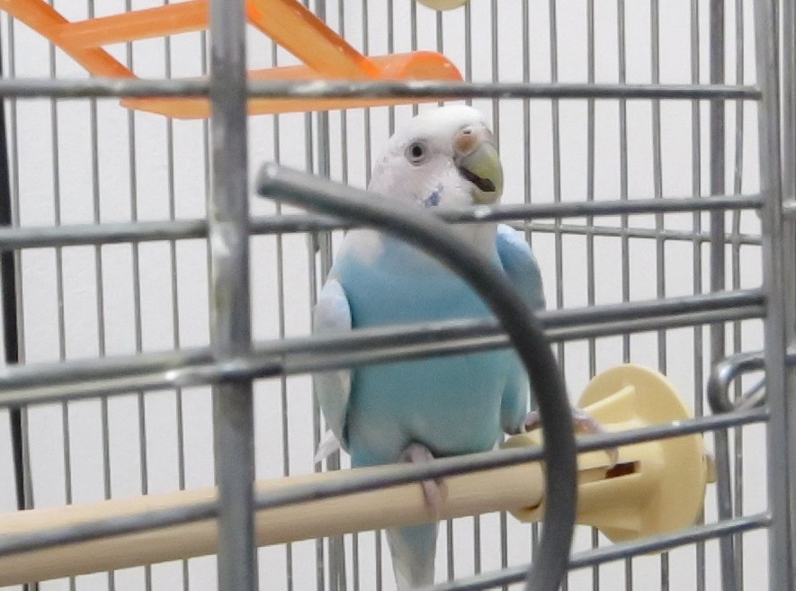 左脚麻痺のセキセイインコさん 京都府 宇治市 いちのさか動物病院 長谷川先生とちーすけのブログ