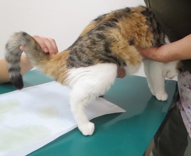 保護された尾椎骨折の子猫さん 京都府 宇治市 いちのさか動物病院 長谷川先生とちーすけのブログ
