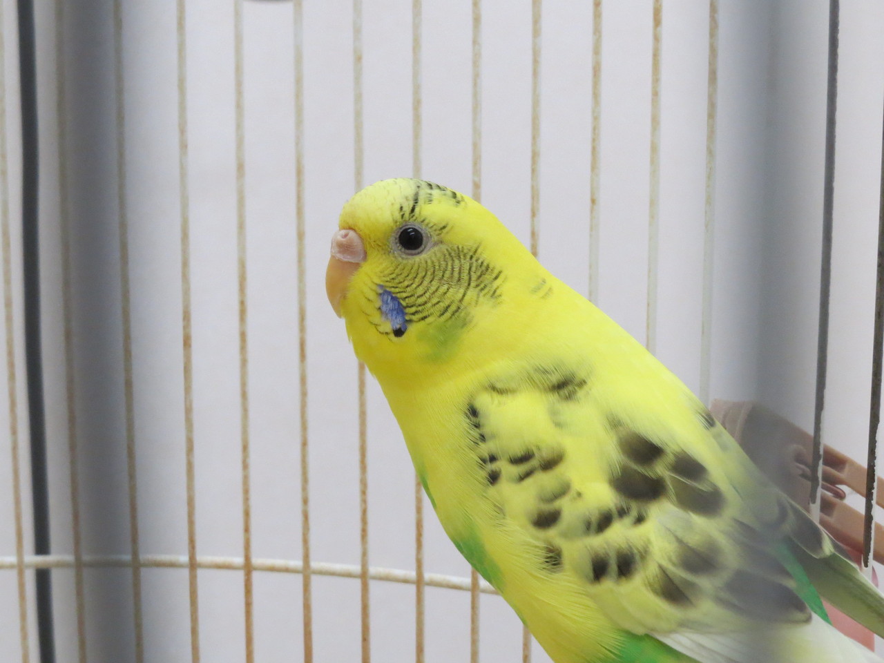 小鳥さんには寒い季節になりました 京都府 宇治市 いちのさか動物病院 長谷川先生とちーすけのブログ 小鳥さんには寒い季節になりました 京都府 宇治市 いちのさか動物病院 長谷川先生とちーすけのブログ
