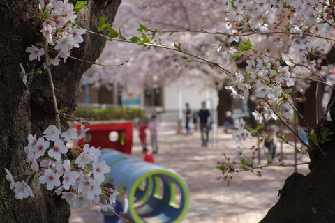 今年の桜・・・撮影した写真を一気にアップ
