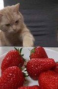 紅ほっぺ