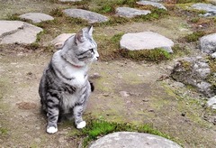 てこちゃん