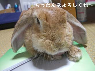 LOVEミュウ太郎