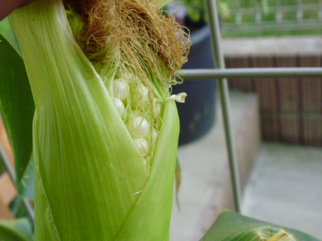 ヤングコーン ちわぽめな生活