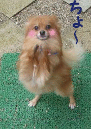 0c8be3b8.gif