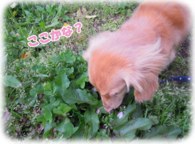 桜の花びら・・・