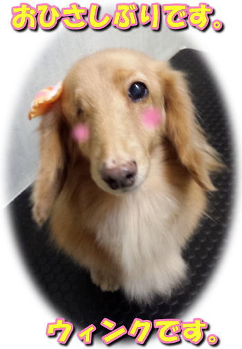 ごぶさたウィンちゃん。