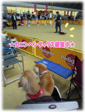 カニンヘン審査中