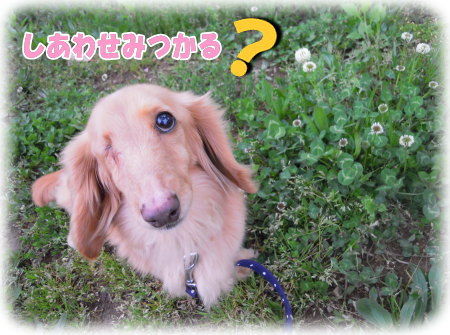 しあわせ探し
