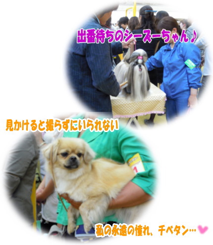 シーズーさんと、チベスパさんv