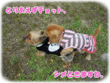 ダイちゃん、シメられるの図。