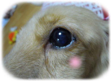ウィンちゃんの光☆