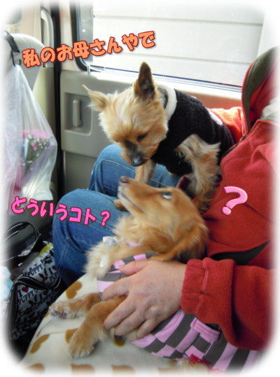 車中の会話?