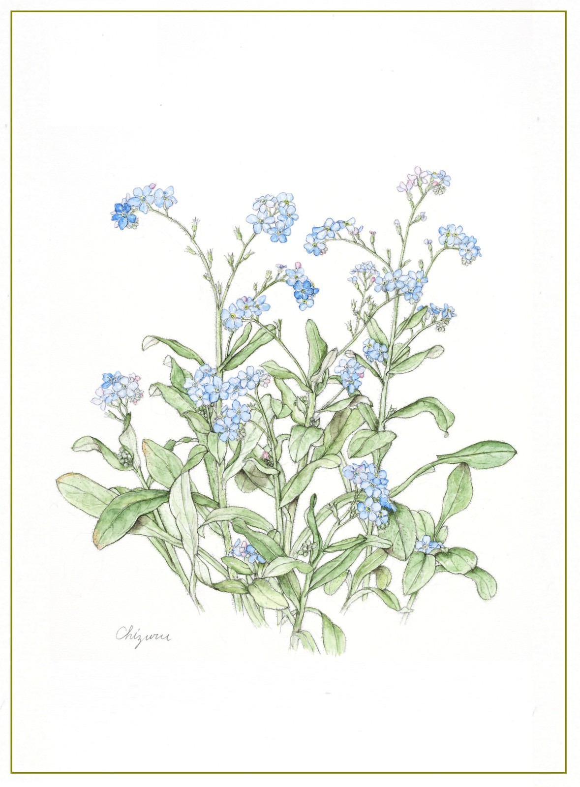 ボタニカルアートとの出会い 草花に想いをよせて より 松本千鶴の やすらぎのボタニカルアート