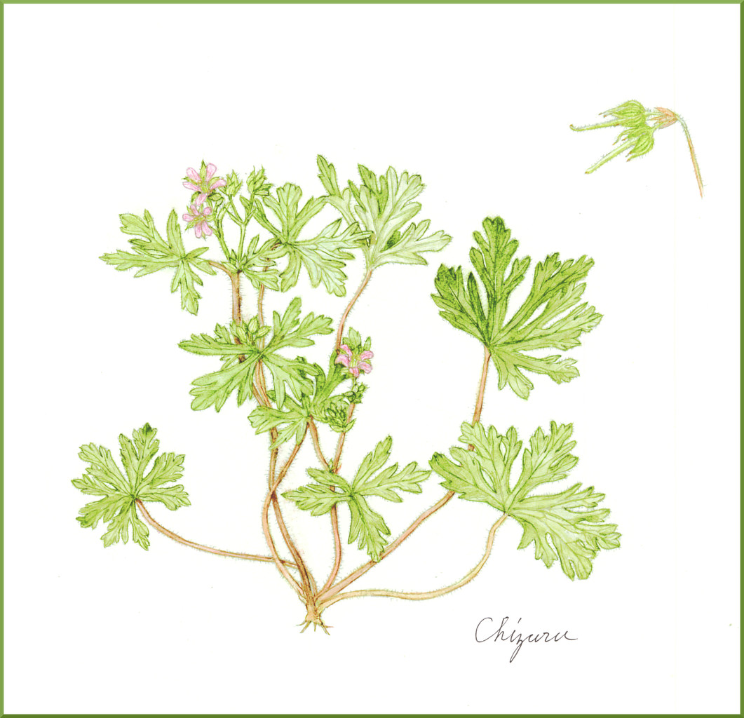 アメリカフウロと植物のモジュール構造 松本千鶴の やすらぎのボタニカルアート アメリカフウロと植物のモジュール構造 松本千鶴の やすらぎのボタニカルアート
