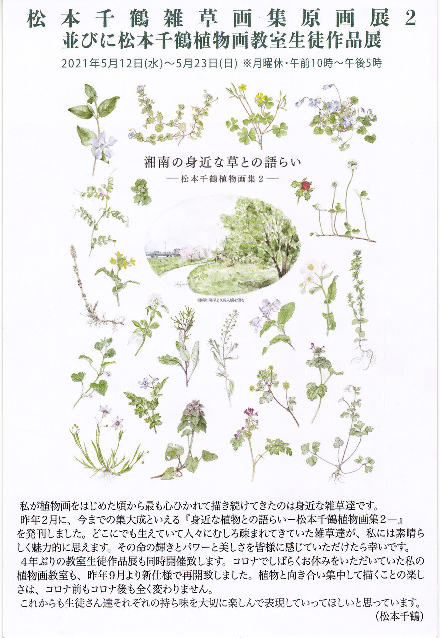 松本千鶴雑草画集原画展2 並びに松本千鶴植物画教室生徒作品展 のお知らせ 松本千鶴の やすらぎのボタニカルアート 松本千鶴雑草画集原画展2 並びに松本千鶴植物画教室生徒作品展 のお知らせ 松本千鶴の やすらぎのボタニカルアート