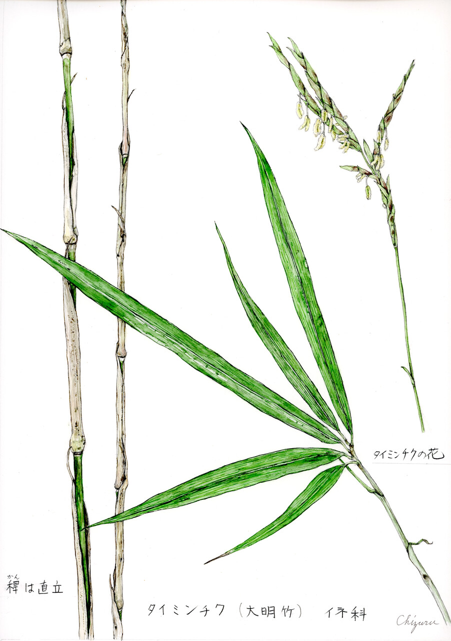 江の島の天然記念物を描きました（その2：タイミンチク、ツカミ