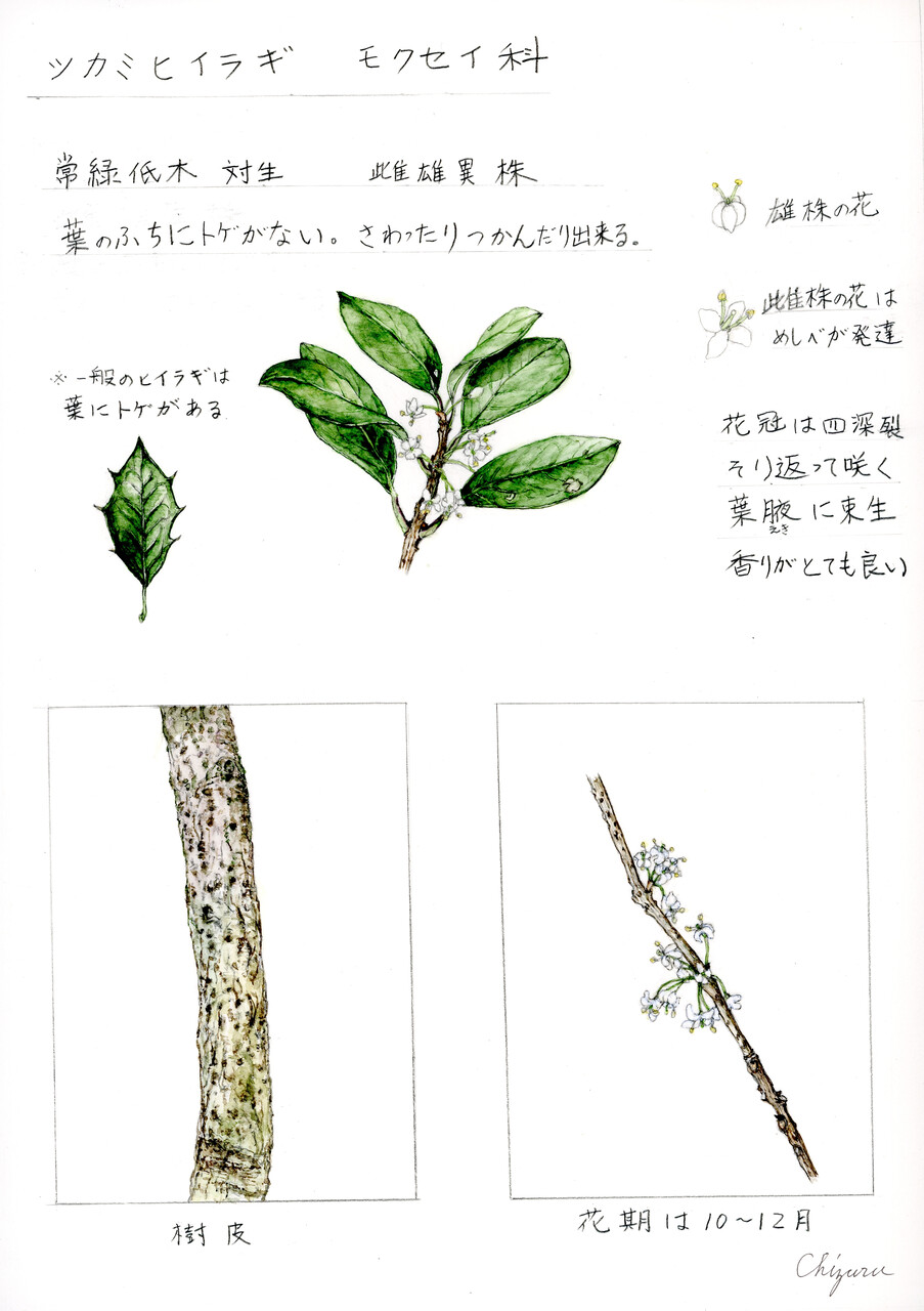 江の島の天然記念物を描きました その2 タイミンチク ツカミヒイラギ 松本千鶴の やすらぎのボタニカルアート