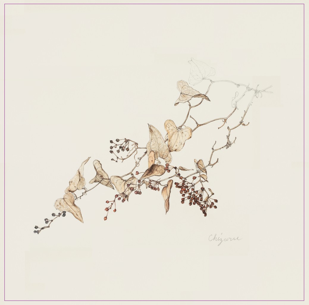 晩秋のサルトリイバラ 松本千鶴の やすらぎのボタニカルアート 晩秋のサルトリイバラ 松本千鶴の やすらぎのボタニカルアート