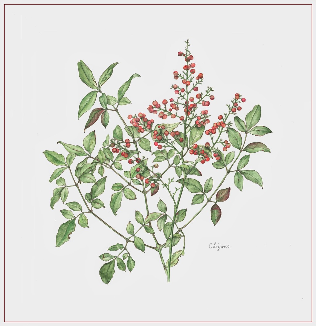 【絵画】ボタニカルアート　「ナンテンヒイラギ」原画 新年の縁起物 ナンテン : 松本千鶴の「やすらぎのボタニカルアート」