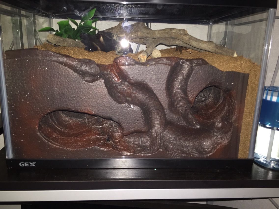 彼の生体紹介その4 チャンの爬虫類飼育blog 彼の生体紹介その4 チャンの爬虫類飼育blog