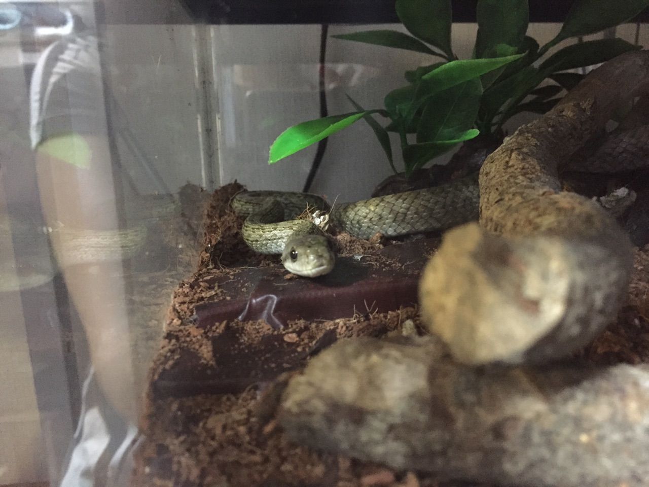 彼の生体紹介その4 チャンの爬虫類飼育blog 彼の生体紹介その4 チャンの爬虫類飼育blog
