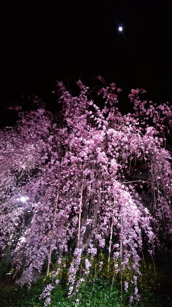 最高のマインクラフト 新鮮なマイクラ しだれ桜 最高のマインクラフト 新鮮なマイクラ しだれ桜