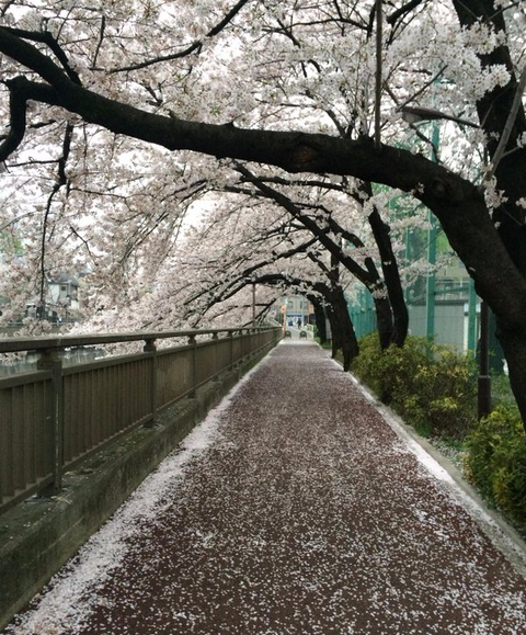 sakura2