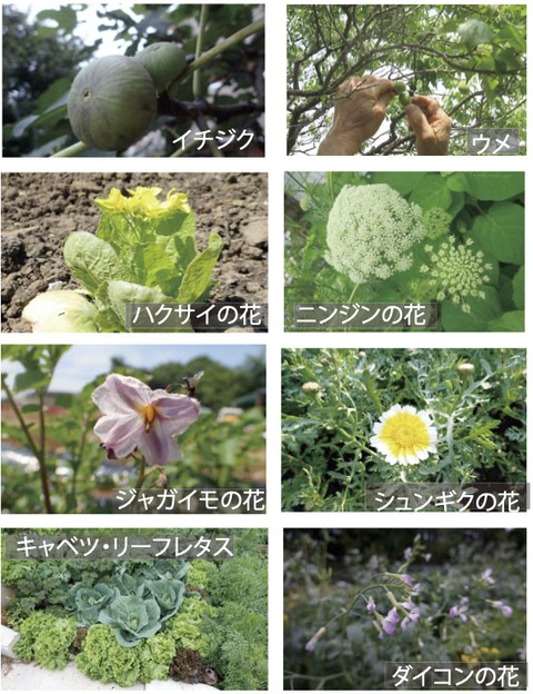 noのコピー8