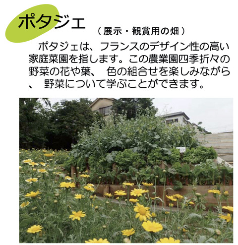 noのコピー6