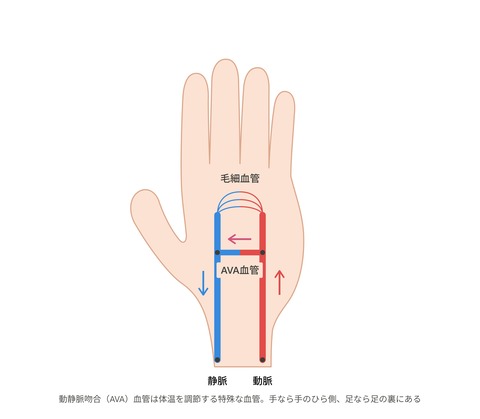 ava_palm_shunt_natural_hand