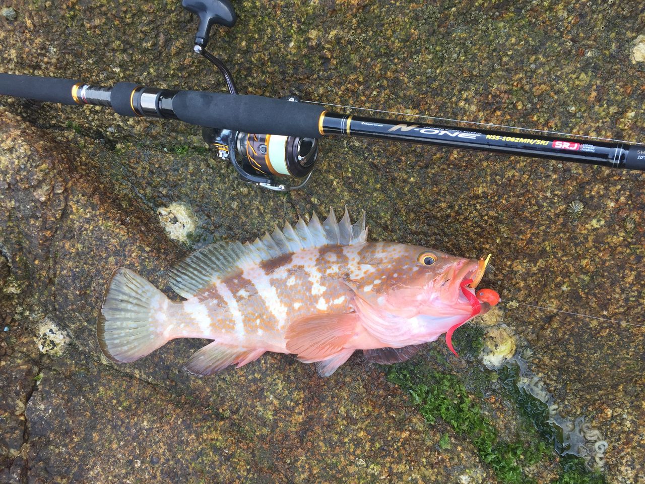 17 初ショアラバ 釣 てくてく Cho Teku Teku 17 初ショアラバ 釣 てくてく Cho Teku Teku