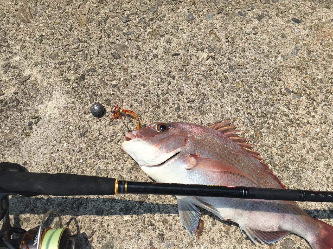 エヌワンでショアラバ 釣 てくてく Cho Teku Teku エヌワンでショアラバ 釣 てくてく Cho Teku Teku