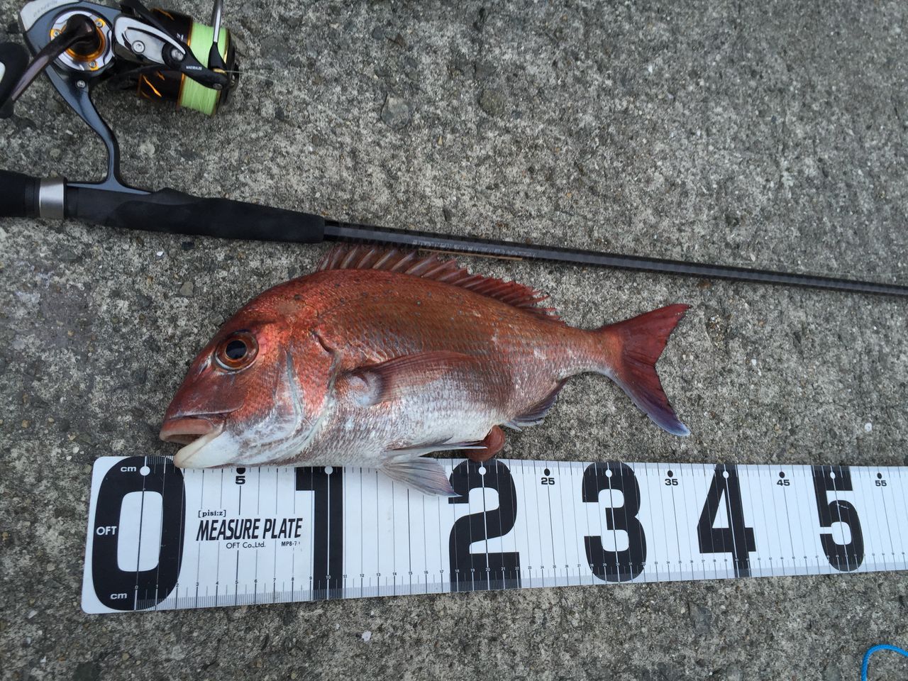ショアマダイ シーズン開幕 釣 てくてく Cho Teku Teku ショアマダイ シーズン開幕 釣 てくてく Cho Teku Teku