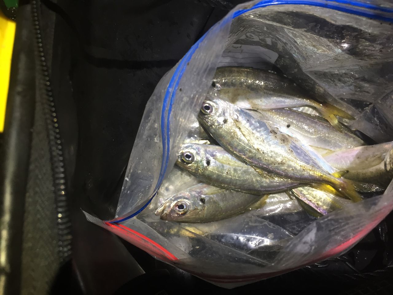 悶絶 しまなみ アジング 爆 釣 てくてく Cho Teku Teku 悶絶 しまなみ アジング 爆 釣 てくてく Cho Teku Teku