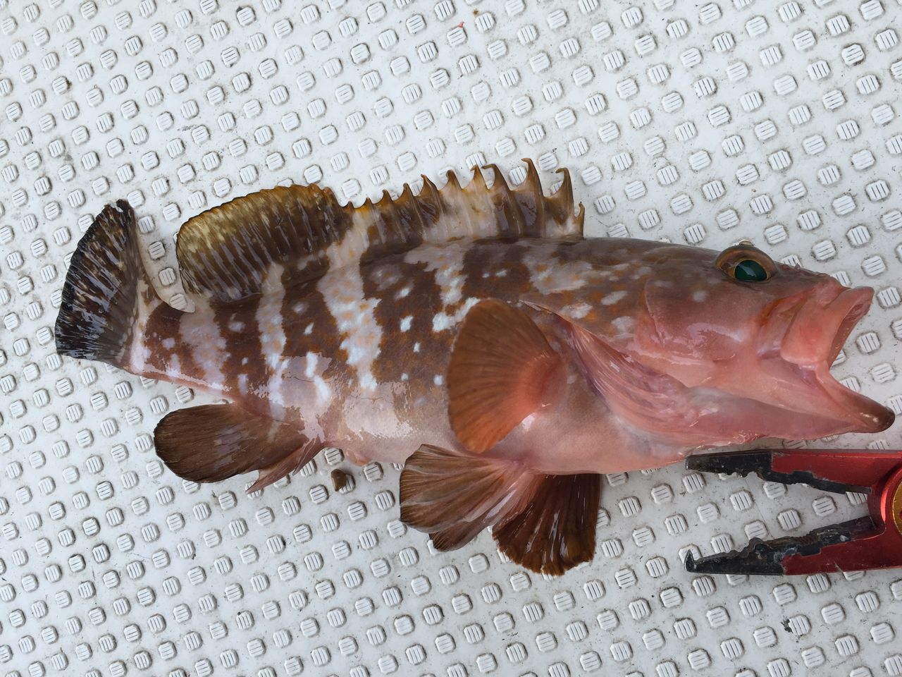 タイラバｉｎ下津井 釣 てくてく Cho Teku Teku