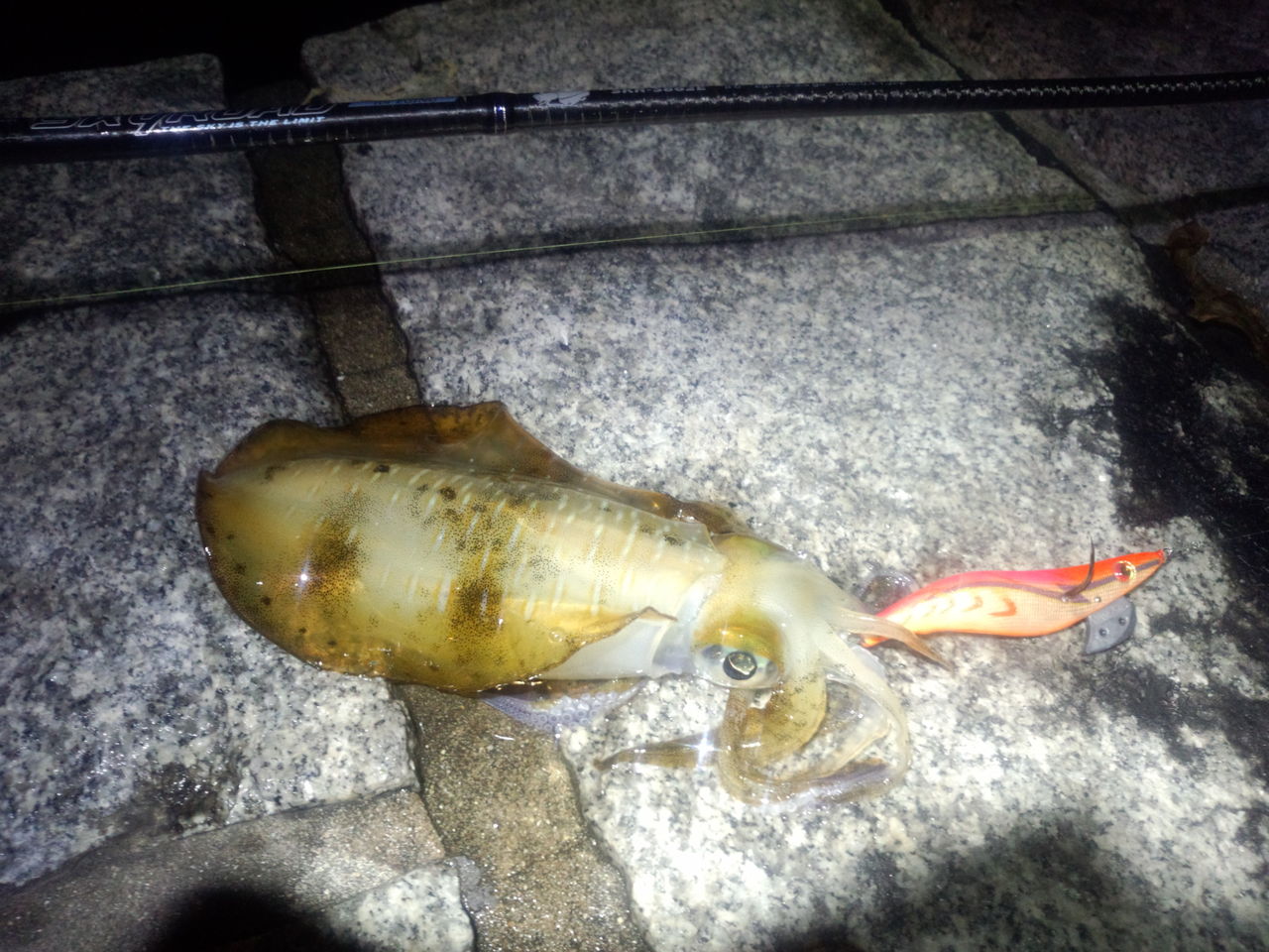 秋じゃないよ春ですよ下津井アオリ やっとオス 釣 てくてく Cho Teku Teku