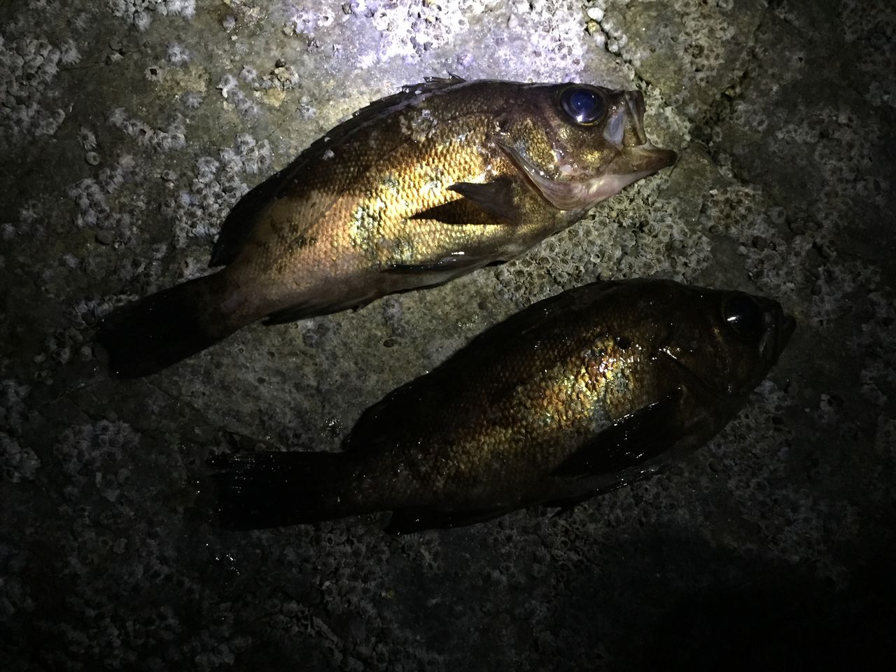 まずは 笠岡でメバリング 釣 てくてく Cho Teku Teku まずは 笠岡でメバリング 釣 てくてく Cho Teku Teku
