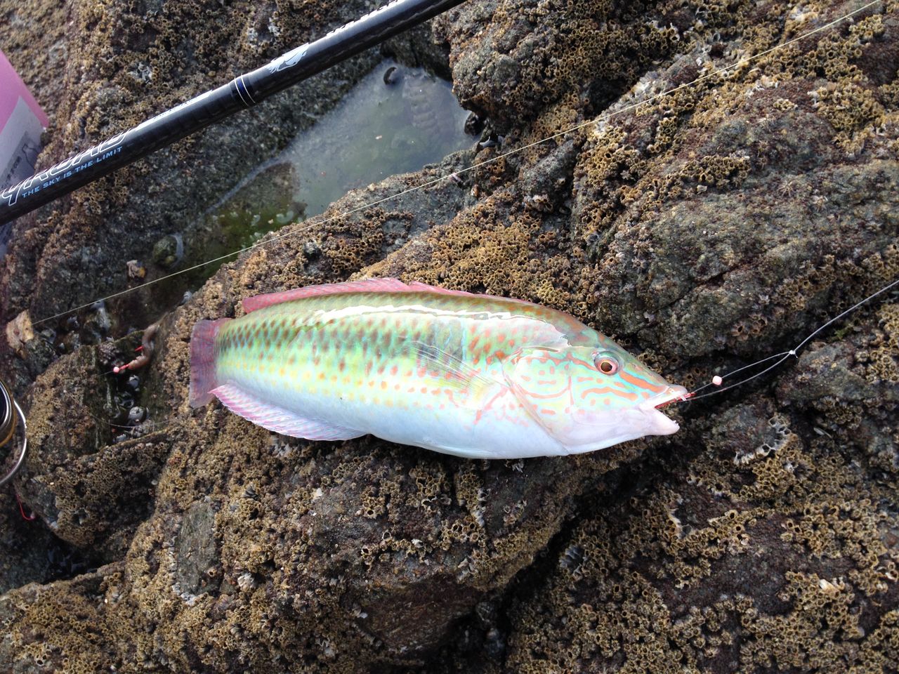 笠岡でキス釣り 釣 てくてく Cho Teku Teku 笠岡でキス釣り 釣 てくてく Cho Teku Teku